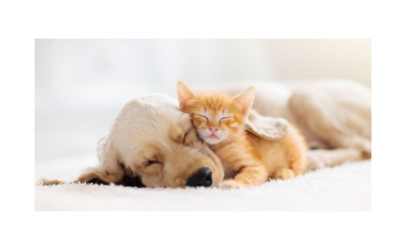 Allergies alimentaires chez chiens et chats : symptômes, diagnostic et traitement