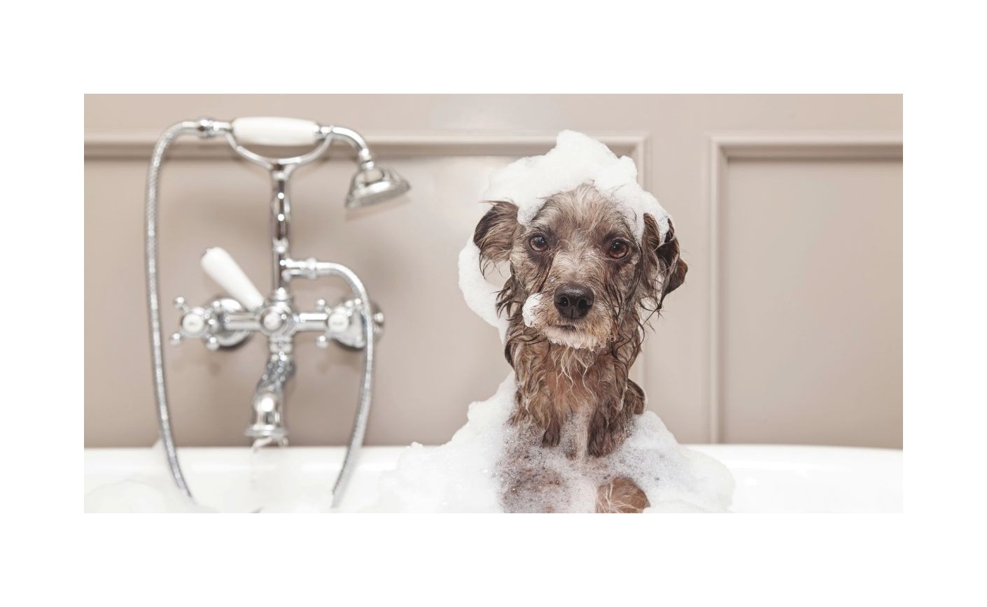 Fréquence des bains chez le chien : conseils pour laver votre chiot en toute sécurité