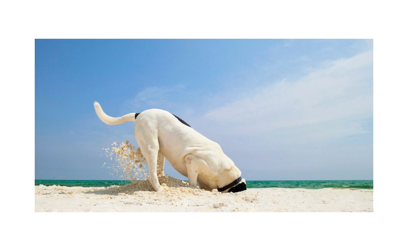 Chien hyperactif : signes, causes et solutions pour mieux le gérer