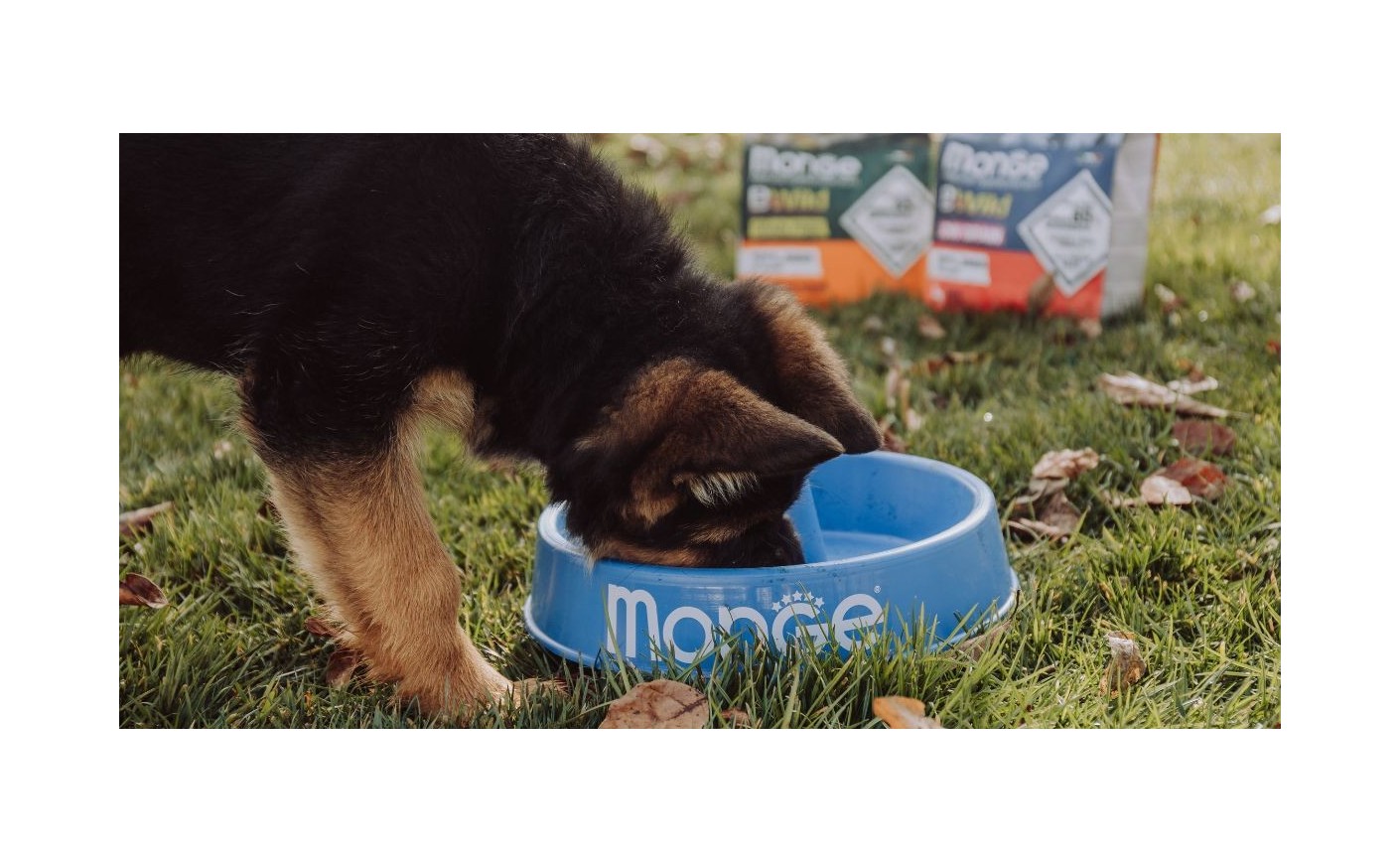 Aliments sans céréales et sans gluten pour chiens et chats : comprendre les différences et bien choisir