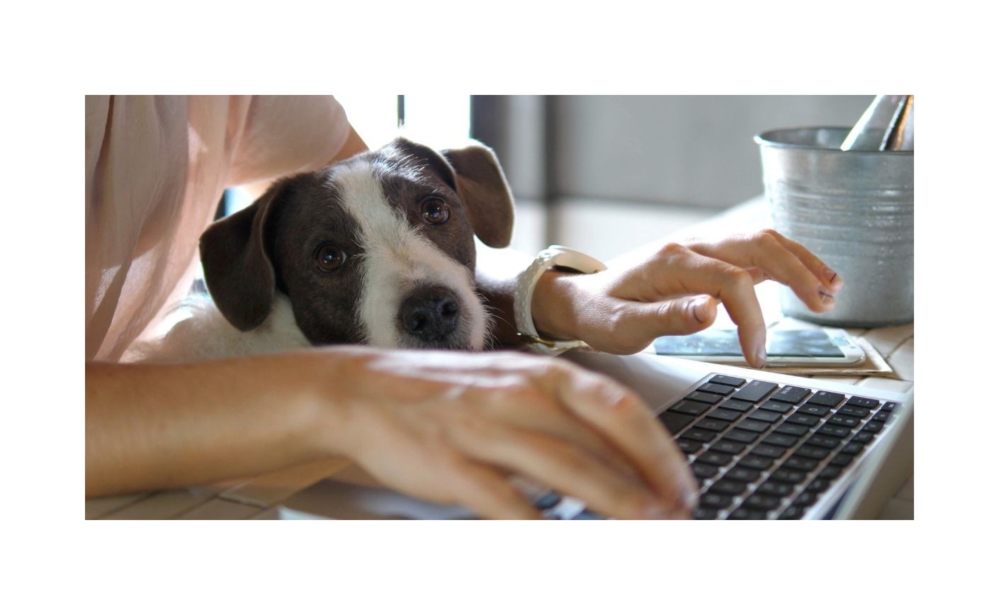 Travailler avec son chien : une source de bien-être au quotidien