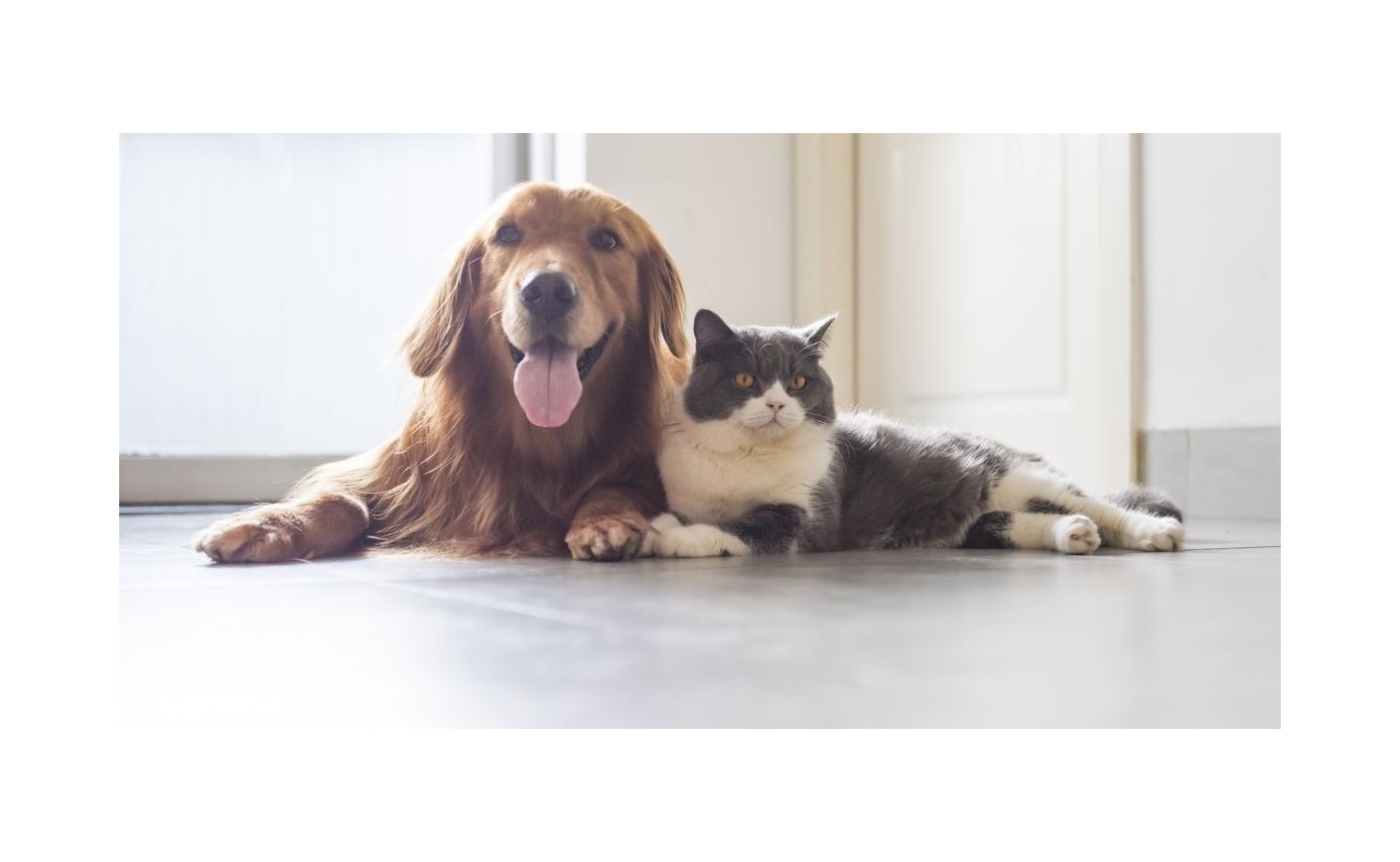Chiens et chats en été : que faire en cas de forte chaleur ?