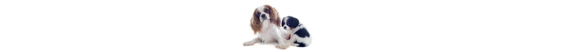 Croquettes Monge pour femelle gestante ou allaitante et son chiot jusqu'au sevrage.